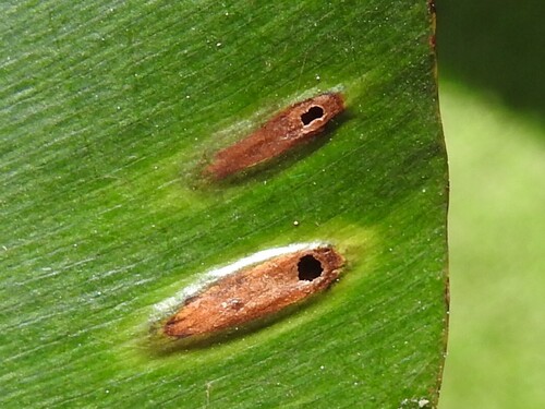 Lopesia elliptica