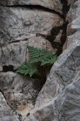 Cheilanthes leucopoda