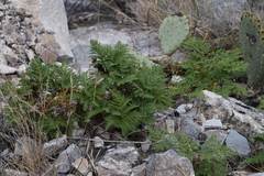 Cheilanthes leucopoda
