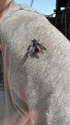 Unknown species found near Harborside Dr, Galveston, TX, US