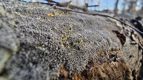 Dentocorticium portoricense observed 2026-02-21