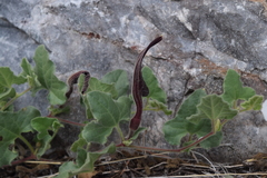 Aristolochia wrightii