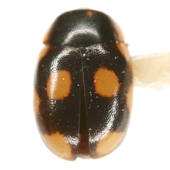 Hyperaspis punctata