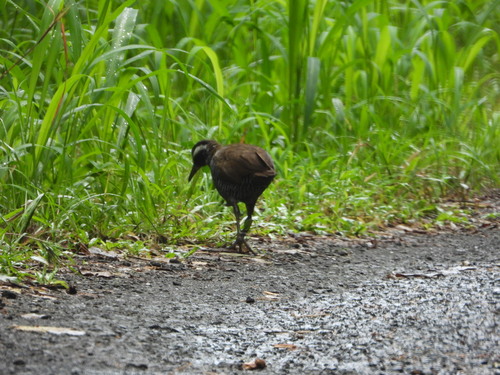 Barred Rail (Gallirallus torquatus), photo 2