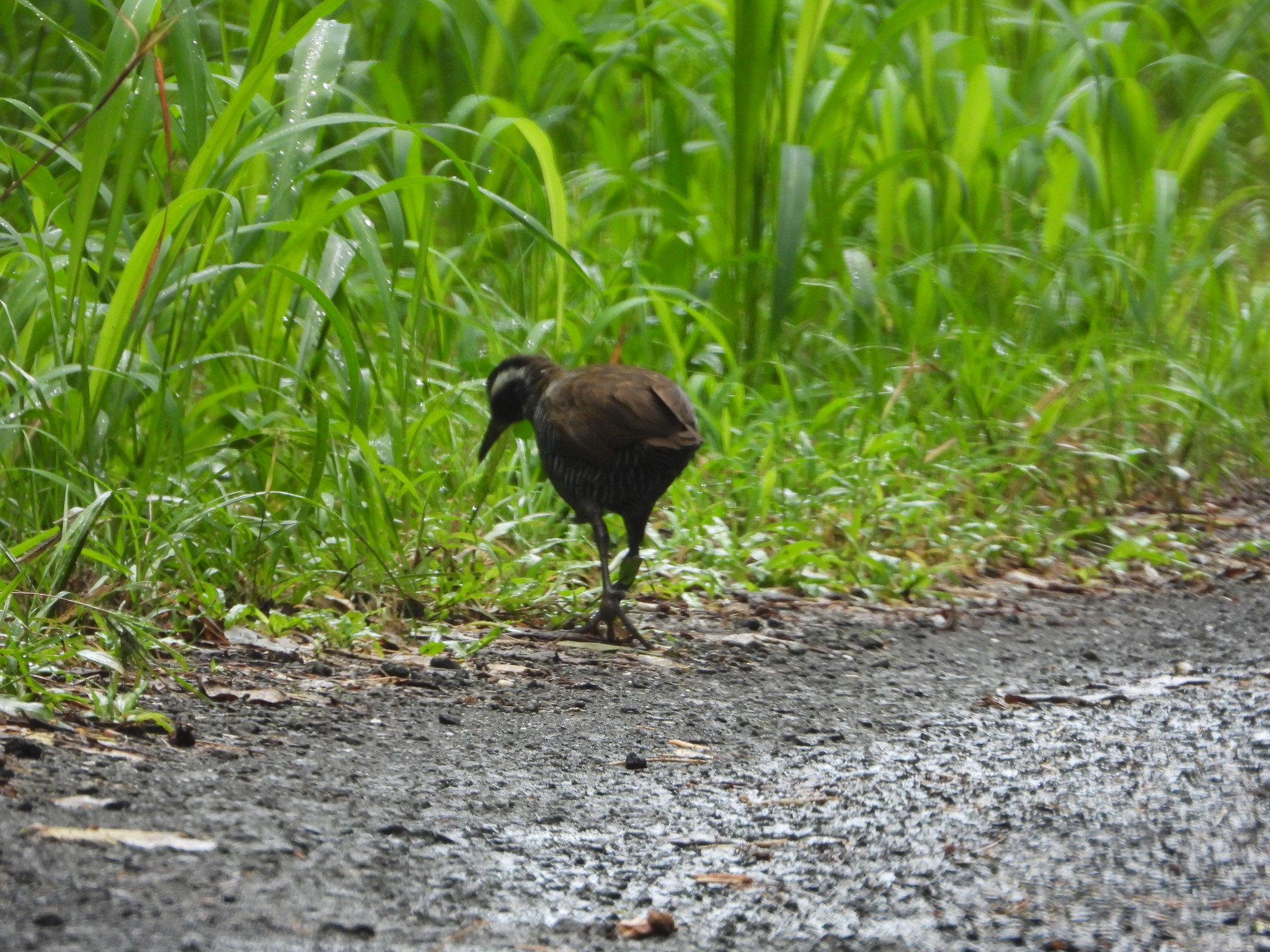 Barred Rail (Gallirallus torquatus), photo 2
