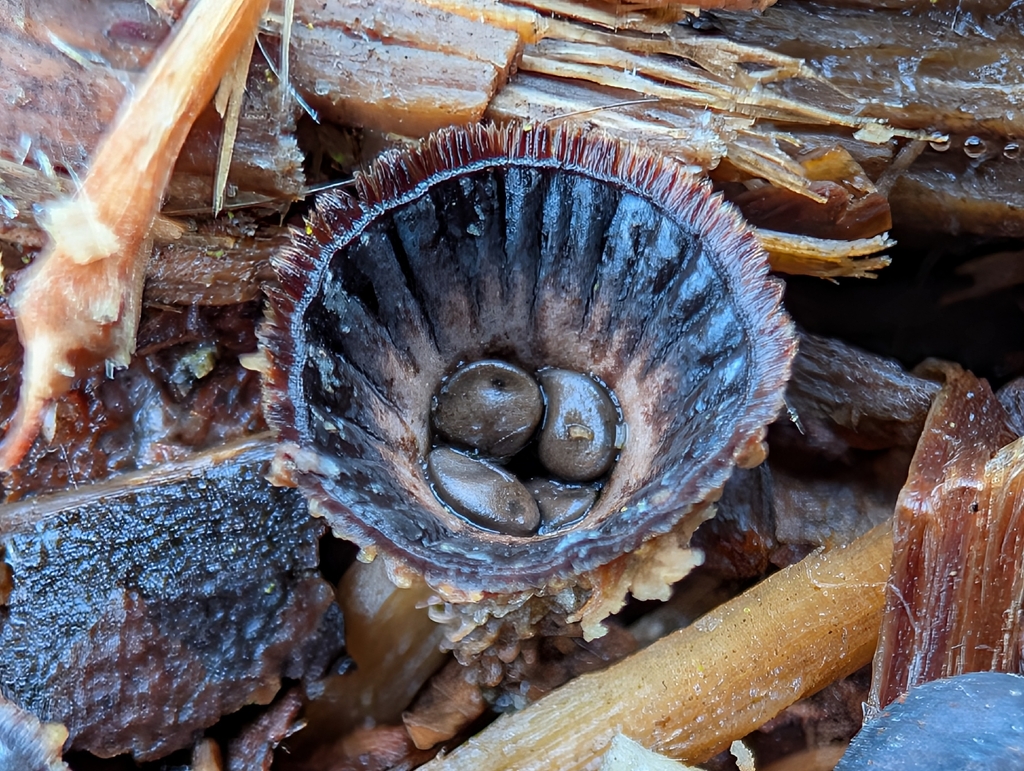 Cyathus striatus · February 2026 · photo: © optera (iNaturalist, cc-by)