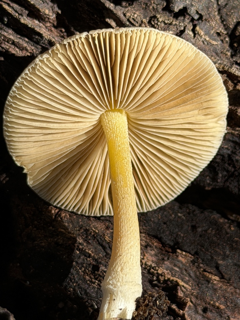 Bolbitius aleuriatus