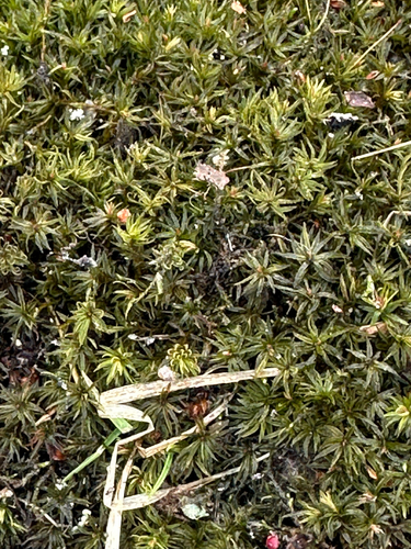 lesser smoothcap (Atrichum angustatum)