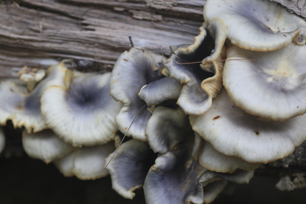 Omphalotus nidiformis · January 2026 · photo: © sofiazed1 (iNaturalist, cc-by)