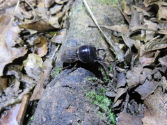 Geodorcus helmsi