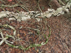 Strophanthus gerrardii