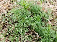 Cyclospermum
