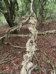 Strophanthus gerrardii