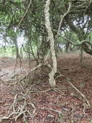 Strophanthus gerrardii