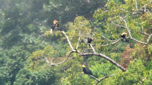 Knobbed Hornbill (Rhyticeros cassidix), photo 2