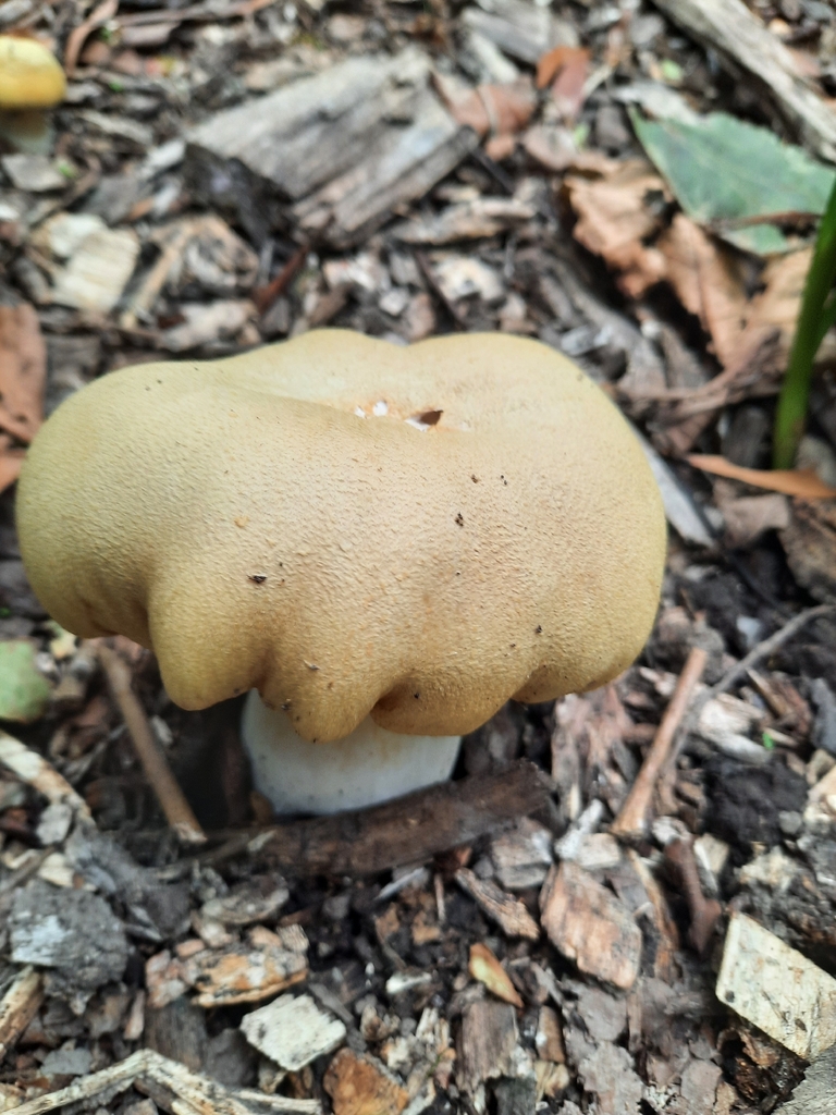 Stropharia rugosoannulata lutea · February 2026 · photo: © maxxrandomnumbers (iNaturalist, cc0)