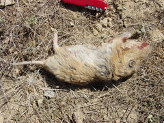 Cratogeomys castanops