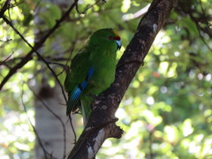 Cyanoramphus auriceps