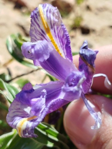 Iris planifolia