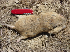 Cratogeomys castanops