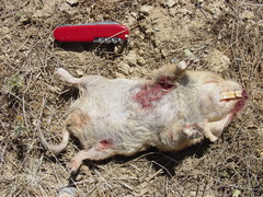 Cratogeomys castanops