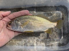 Striped Croaker photo 4