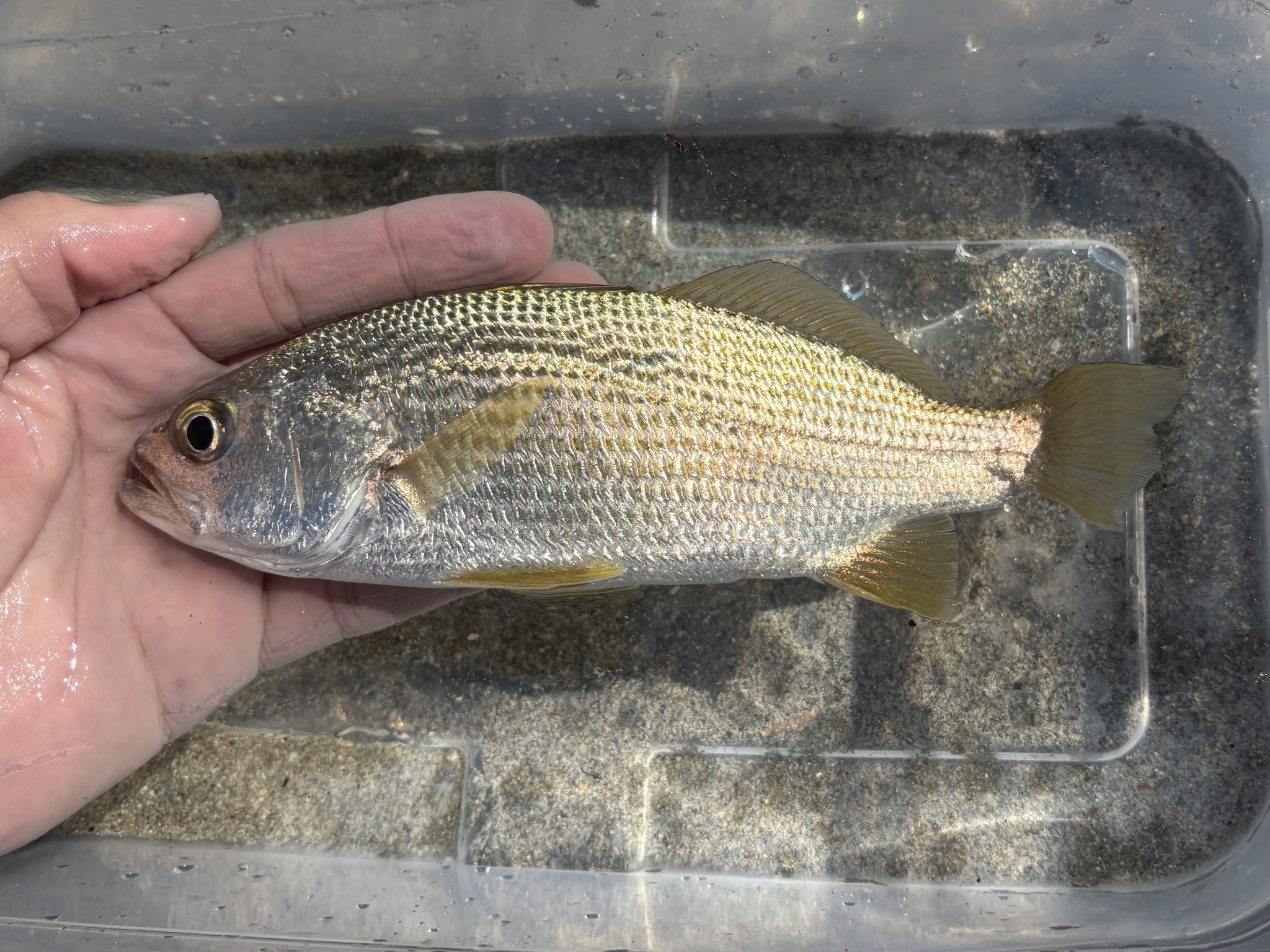Striped Croaker photo 7