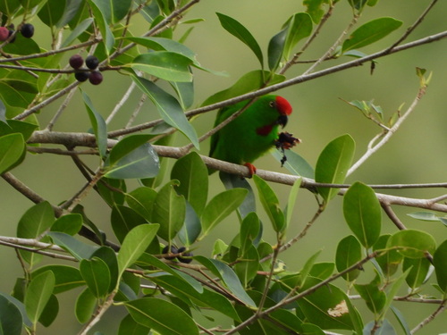 Great Hanging Parrot (Loriculus stigmatus), photo 2