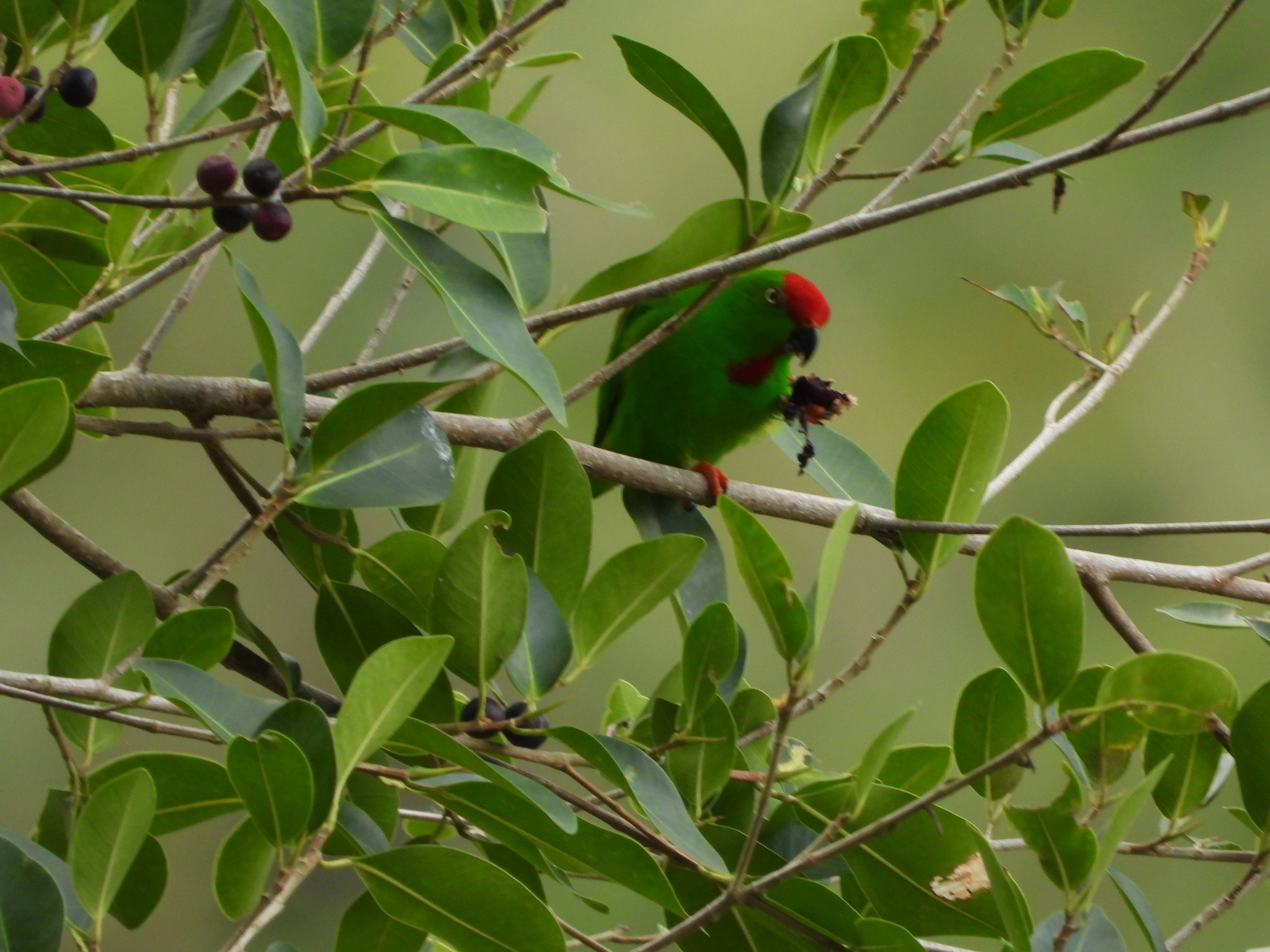 Great Hanging Parrot (Loriculus stigmatus), photo 2