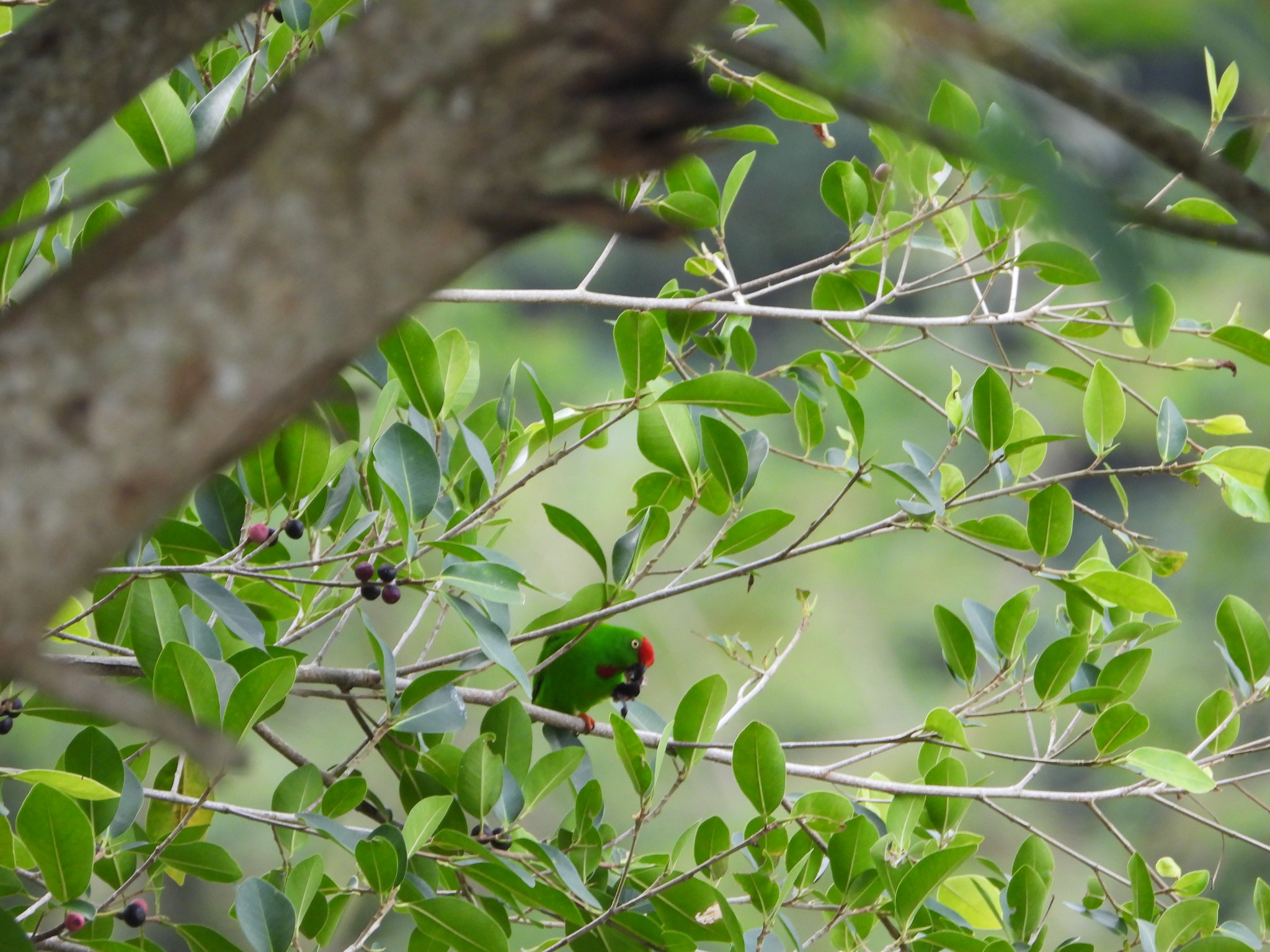 Great Hanging Parrot (Loriculus stigmatus), photo 3