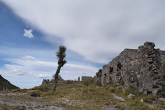 Yucca rigida