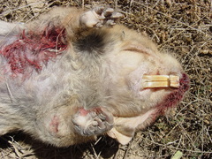 Cratogeomys castanops