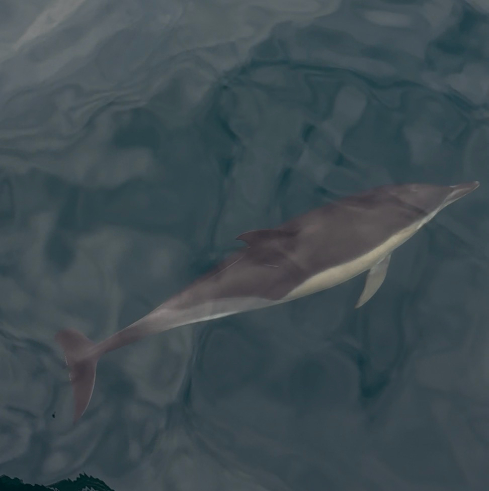 Delphinus delphis