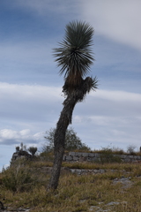 Yucca rigida