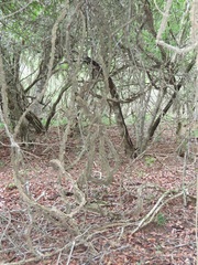 Strophanthus gerrardii