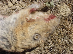 Cratogeomys castanops