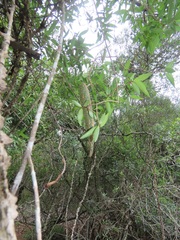 Strophanthus gerrardii