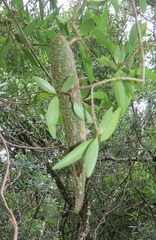 Strophanthus gerrardii