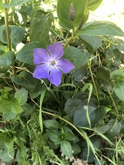 Vinca major
