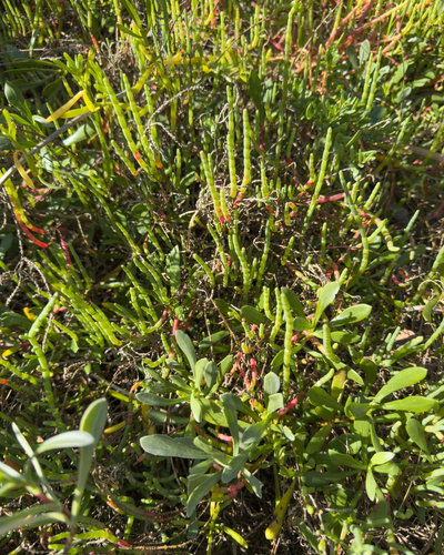 perennial glasswort (Salicornia ambigua)