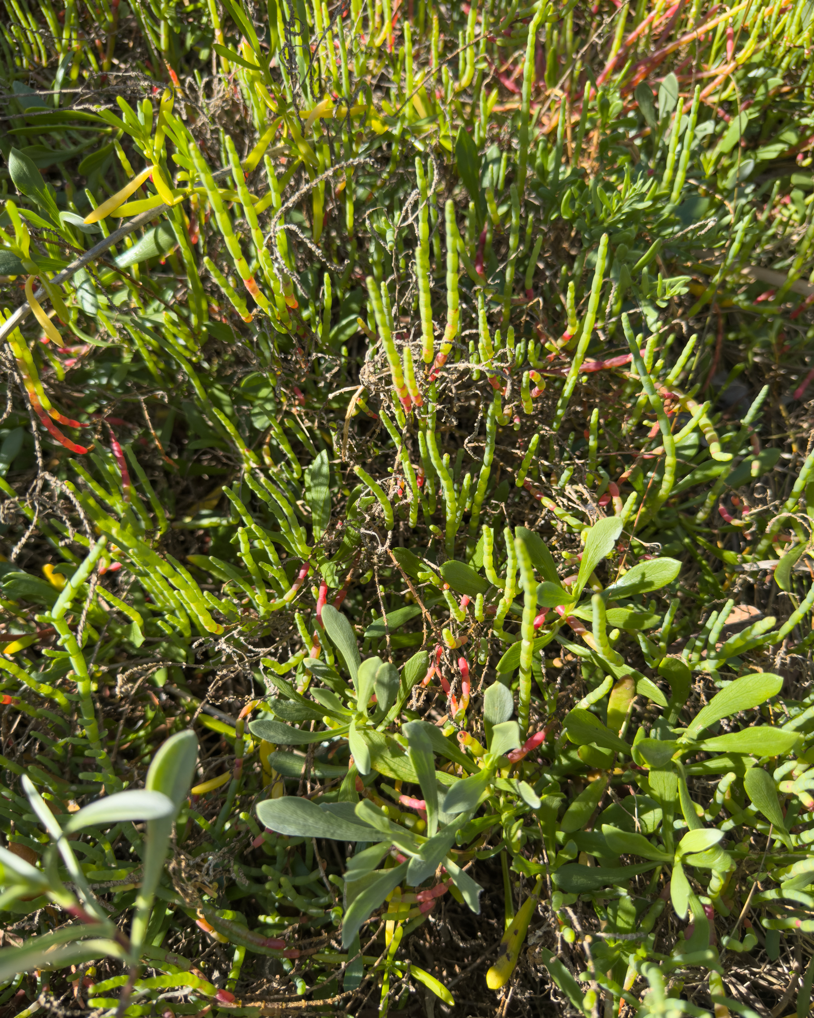 Perennial Glasswort (Salicornia ambigua)