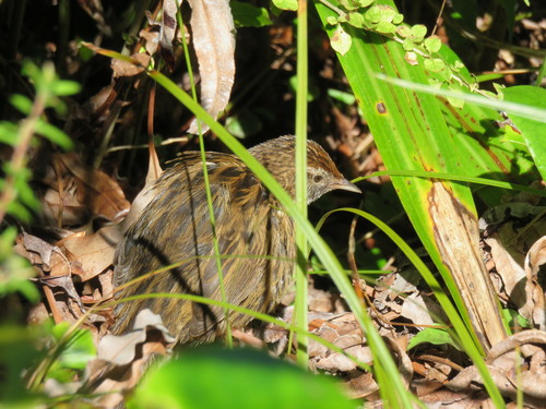 Codfish Island Fernbird (Subspecies Megalurus punctatus wilsoni