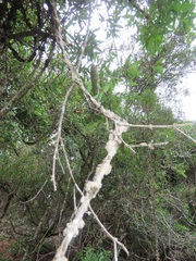 Strophanthus gerrardii