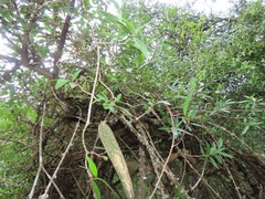 Strophanthus gerrardii