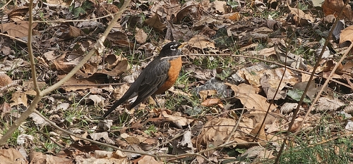 American Robin
