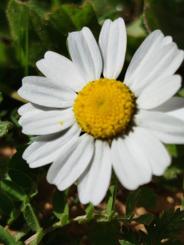 mini-marguerite