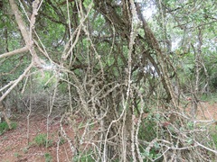 Strophanthus gerrardii