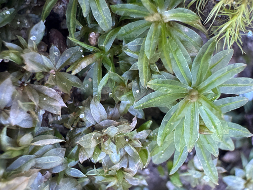 Atrichum crispum observed 2026-02-21