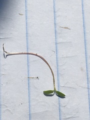 Coprosma crassifolia