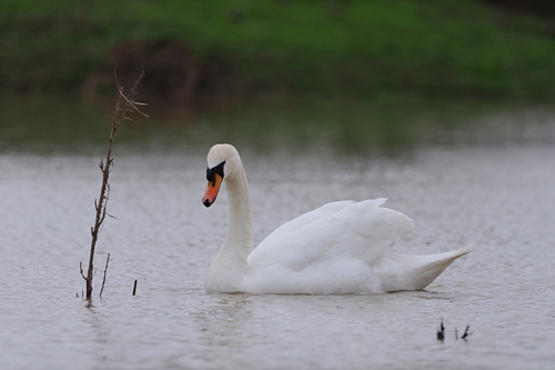 Mute Swan